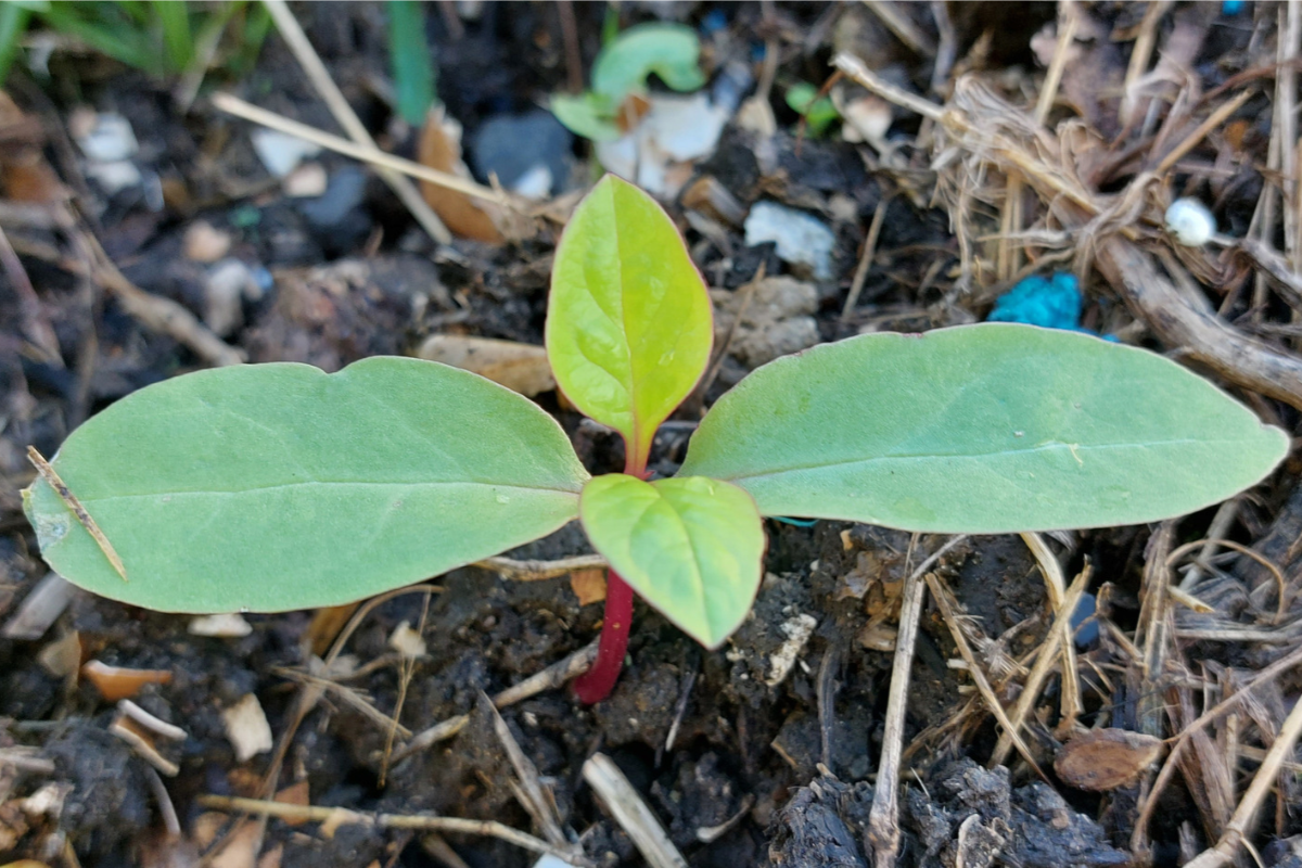 Four leaf callaloo seedling