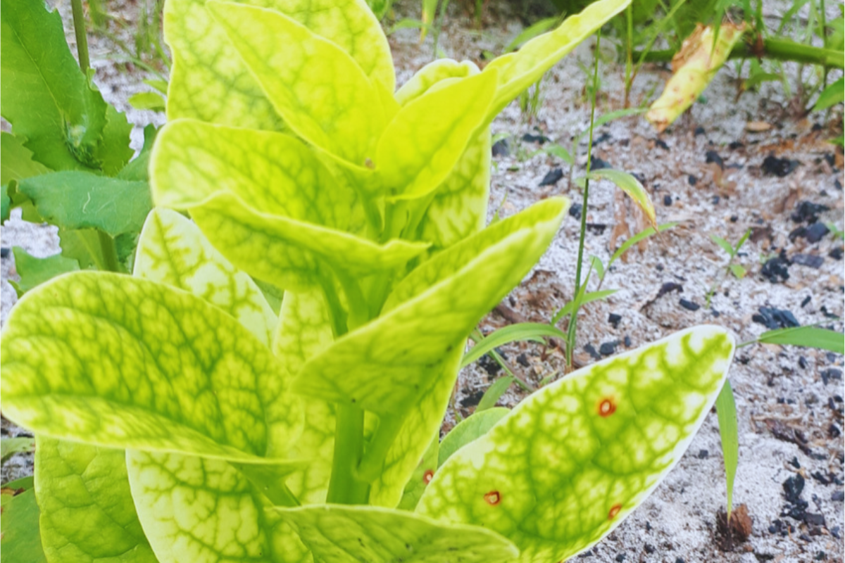 Callaloo plant showing iron deficiency