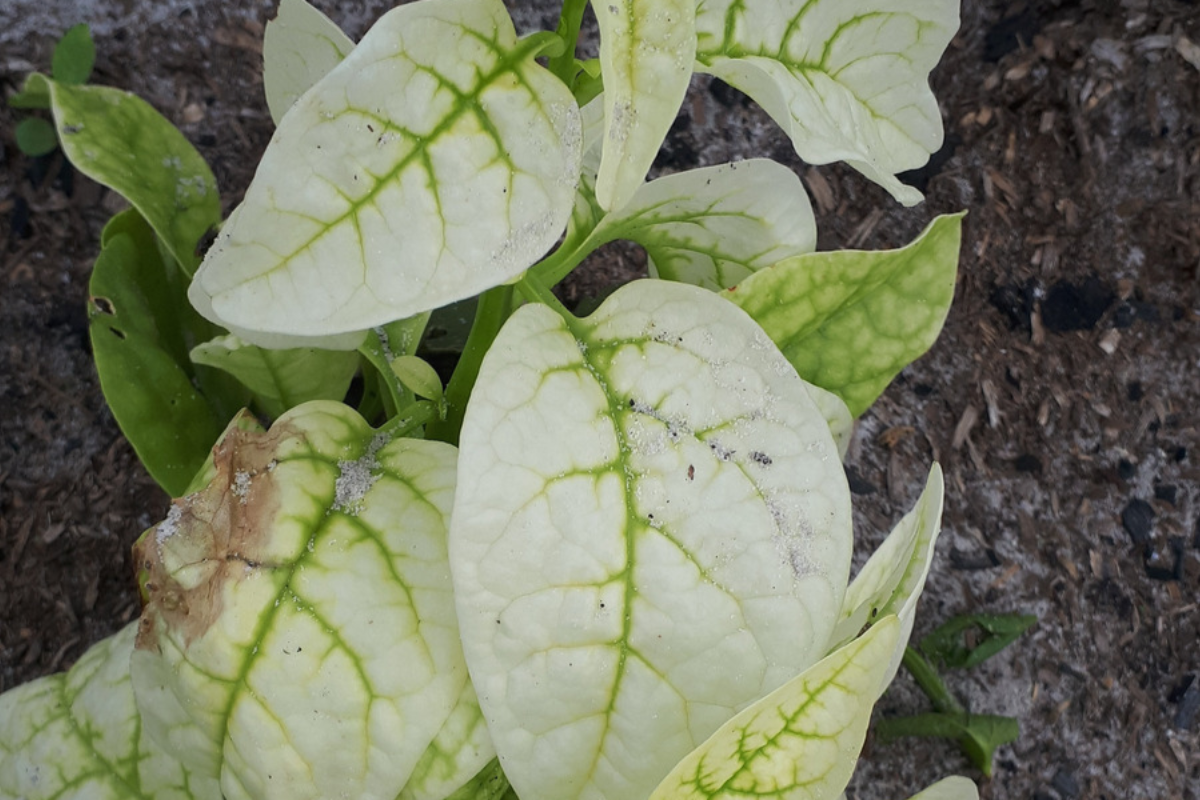 Callaloo plant showing extreme iron deficiency