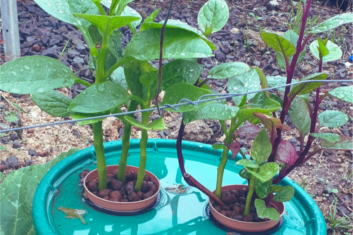 Callaloo plant in hydroponic system